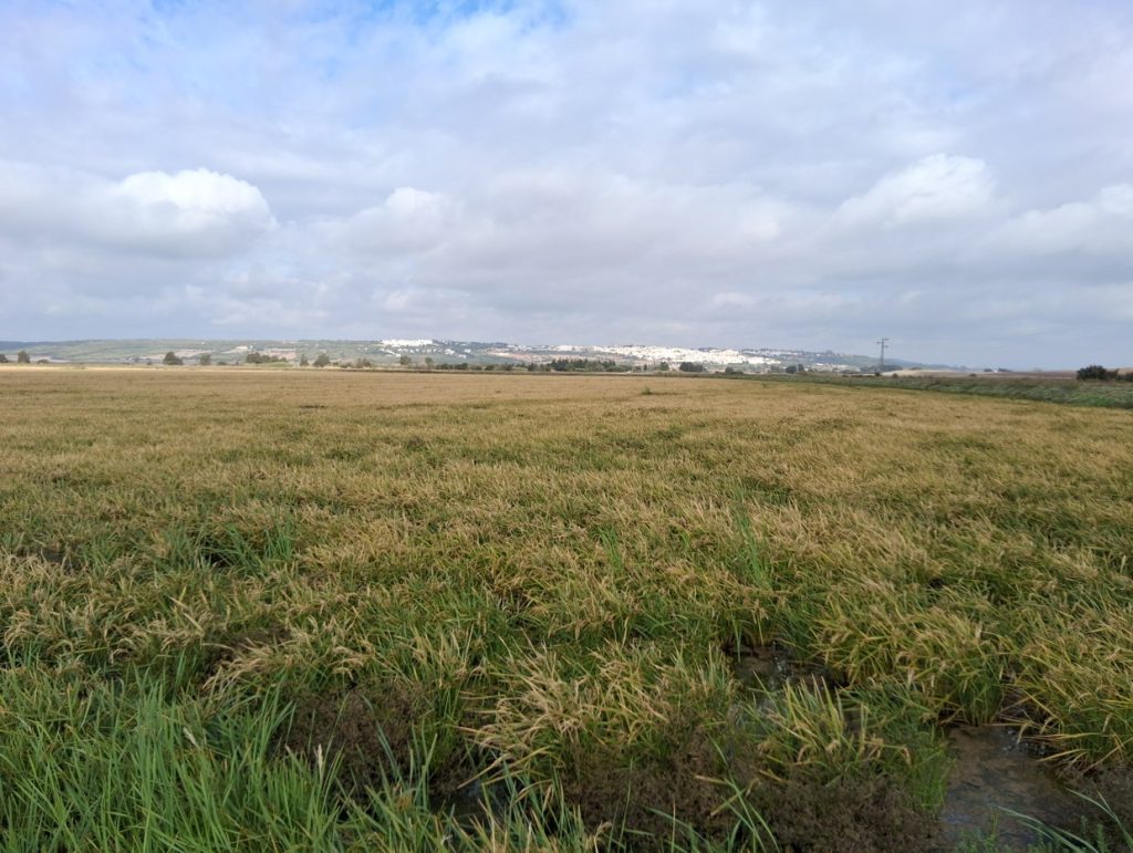 Imagen TRATAMIENTOS RECOMENDADOS