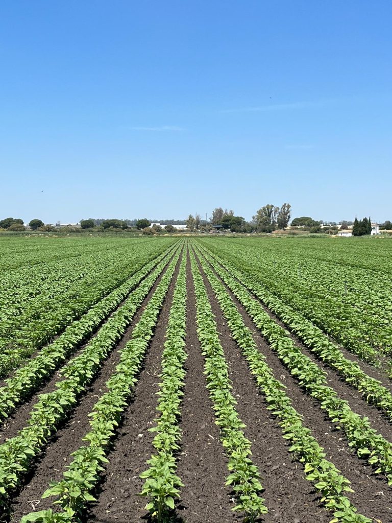 MEDIDAS EXCEPCIONALES EN EL CUMPLIMIENTO DE AGRICULTOR ACTIVO PARA LA CAMPAÑA PAC 2025