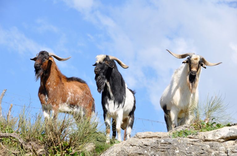 APROBADA LA EXTENSIÓN DEL ACUERDO DE LA ORGANIZACIÓN INTERPROFESIONAL DE OVINO Y CAPRINO DE CARNE