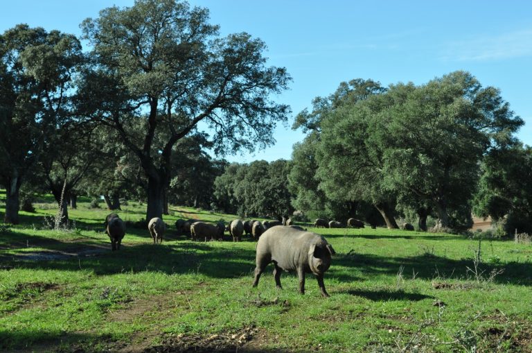 APROBADA LA EXTENSIÓN DEL ACUERDO DE LA ASOCIACIÓN INTERPROFESIONAL DEL CERDO IBÉRICO