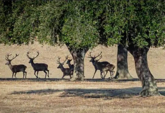APROBADA LA EXTENSIÓN DEL ACUERDO DE LA ASOCIACIÓN INTERPROFESIONAL DE LA CARNE DE CAZA