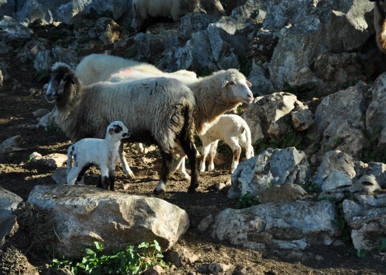 PUBLICADAS AYUDAS EXCEPCIONALES DESTINADAS A INDEMNIZAR EXPLOTACIONES DE VIÑEDO Y OVINO/CAPRINO AFECTADAS POR MILDIU Y LENGUA AZUL