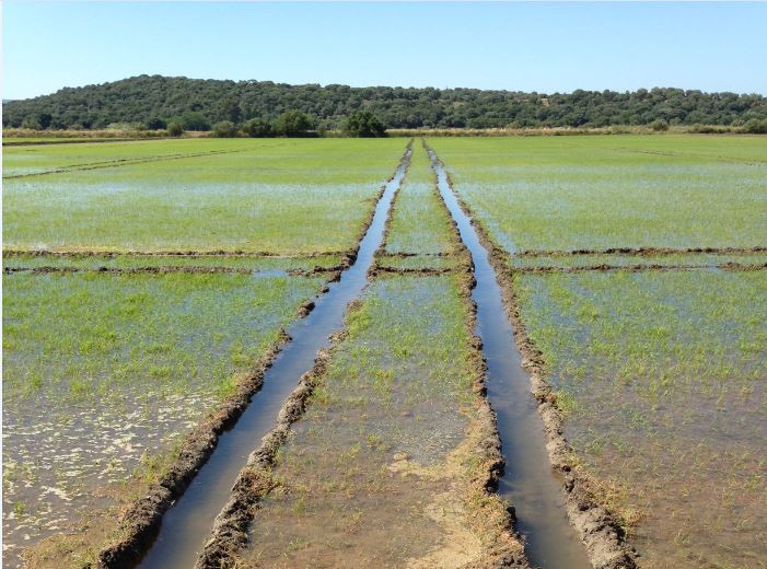 Imagen NUEVAS CONVOCATORIAS DE AYUDAS DE DESARROLLO RURAL PARA LA CAMPAÑA PAC 2026: COMPROMISO FOMENTO Y GESTIÓN SOSTENIBLE DE PASTOS Y PROTECCIÓN DE LA AVIFAUNA