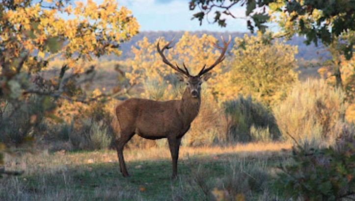 Imagen PRÓRROGA PARA LA CELEBRACIÓN DE ACCIONES COLECTIVAS DE CAZA MAYOR SUSPENDIDAS POR LA CLIMATOLOGÍA EXCEPCIONAL DE ESTAS ÚLTIMAS SEMANAS