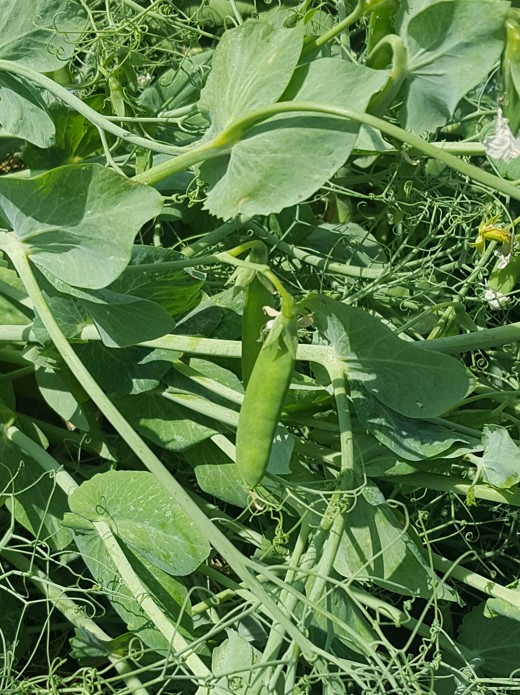 Imagen PUBLICADAS NUEVAS FLEXIBILIDADES PARA LA CAMPAÑA PAC 2026