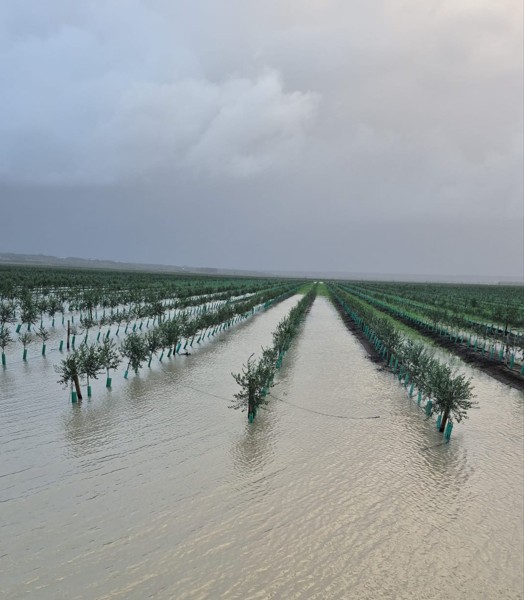 Imagen NUEVAS AYUDAS ESTATALES POR LOS FENÓMENOS METEROLÓGICOS ACONTECIDOS EN ENERO Y FEBRERO DE 2026 EN ANDALUCÍA Y EXTREMADURA