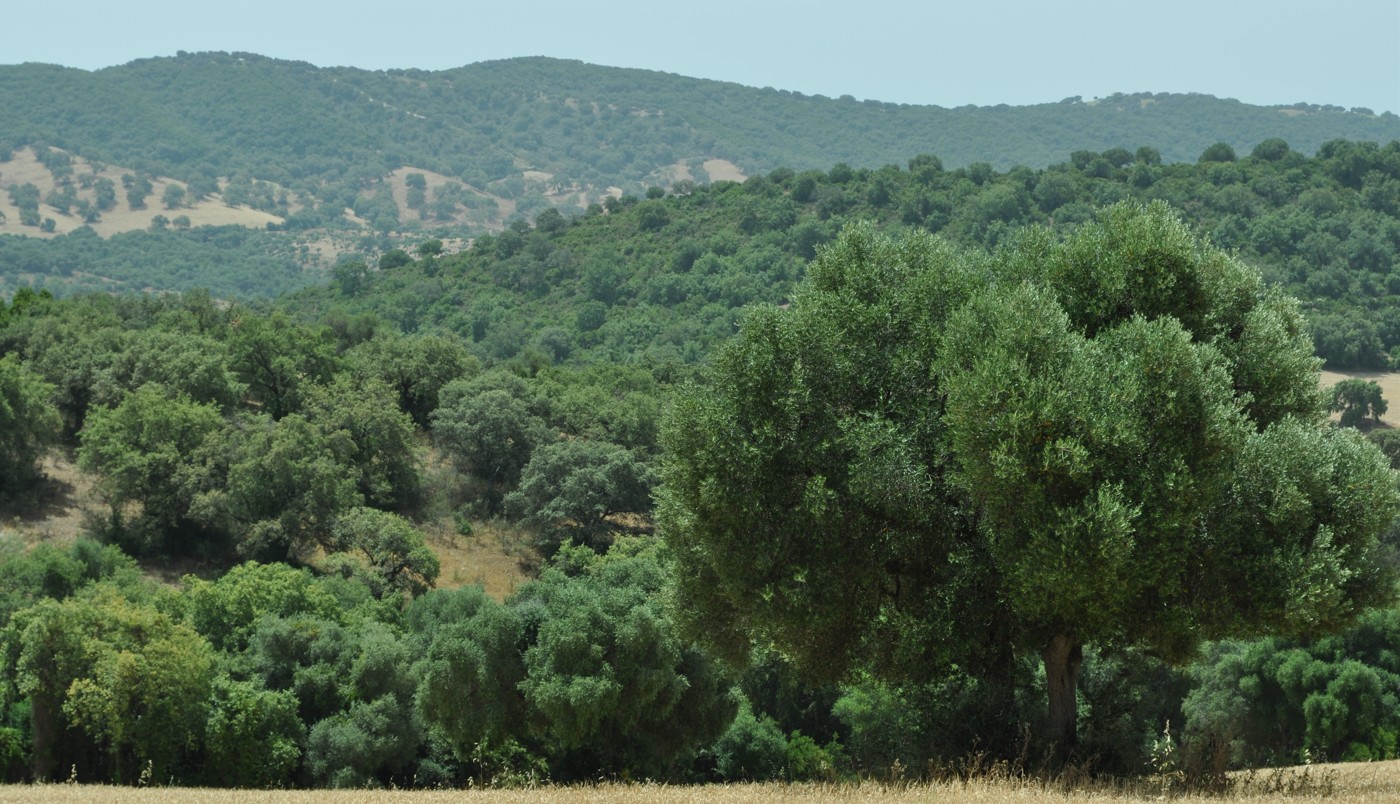 Imagen PUBLICACIÓN DE LA NUEVA LEY DE MONTES DE ANDALUCÍA.