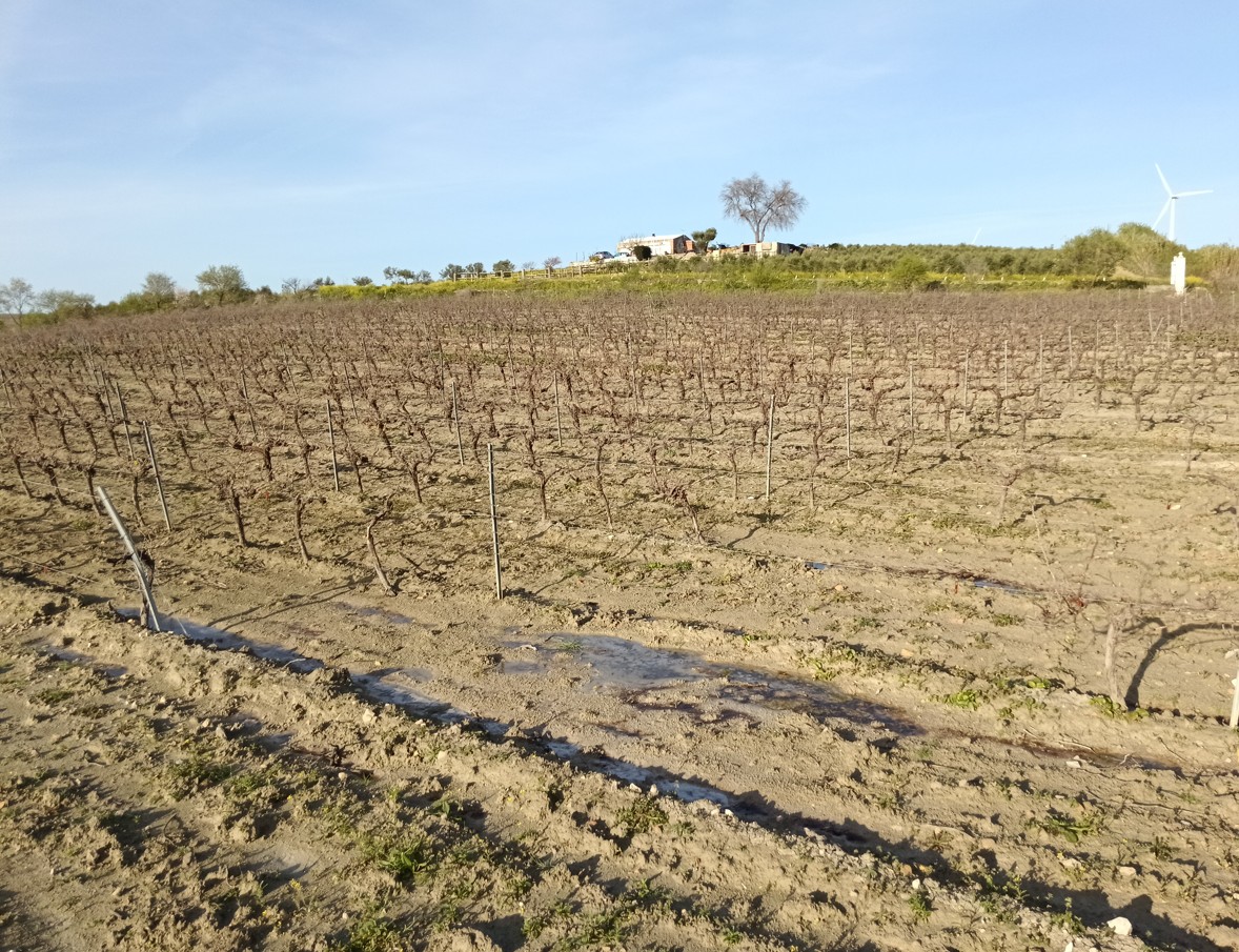 Imagen CORRECCIÓN DE ERRORES DE LA ORDEN DE BASES REGULADORAS DE LAS AYUDAS PARA AUTÓNOMOS Y PYMES CONVOCADAS POR LA CONSEJERÍA DE EMPLEO DE LA JUNTA DE ANDALUCÍA