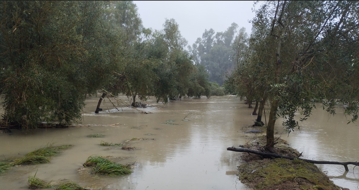 Imagen PRIMER LISTADO BENEFICIARIOS DE AYUDAS PARA COMPENSAR EL DAÑO NO INDEMNIZADO POR SEGURO AGRARIO