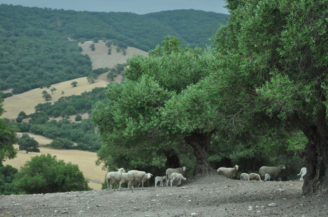 Imagen MEDIDAS URGENTES PARA EL FOMENTO DE USOS SILVOPASTORALES DEL MONTE PARA PREVENCIÓN DE INCENDIOS FORESTALES