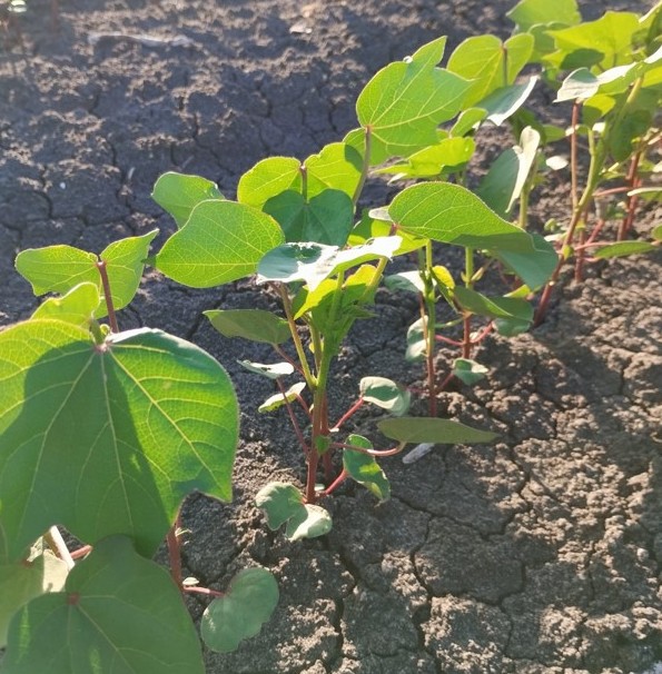 Imagen RECORDATORIO FECHAS IMPORTANTES AYUDAS BORRASCAS Y PLAZO PAC 2026