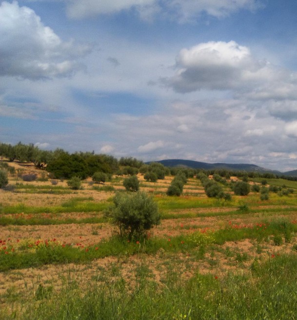 Imagen INICIO DE OPERACIONES DE DESLINDE DE LA VÍA PECUARIA “CAÑADA REAL DE ALBADALEJO, CUARTILLO”
