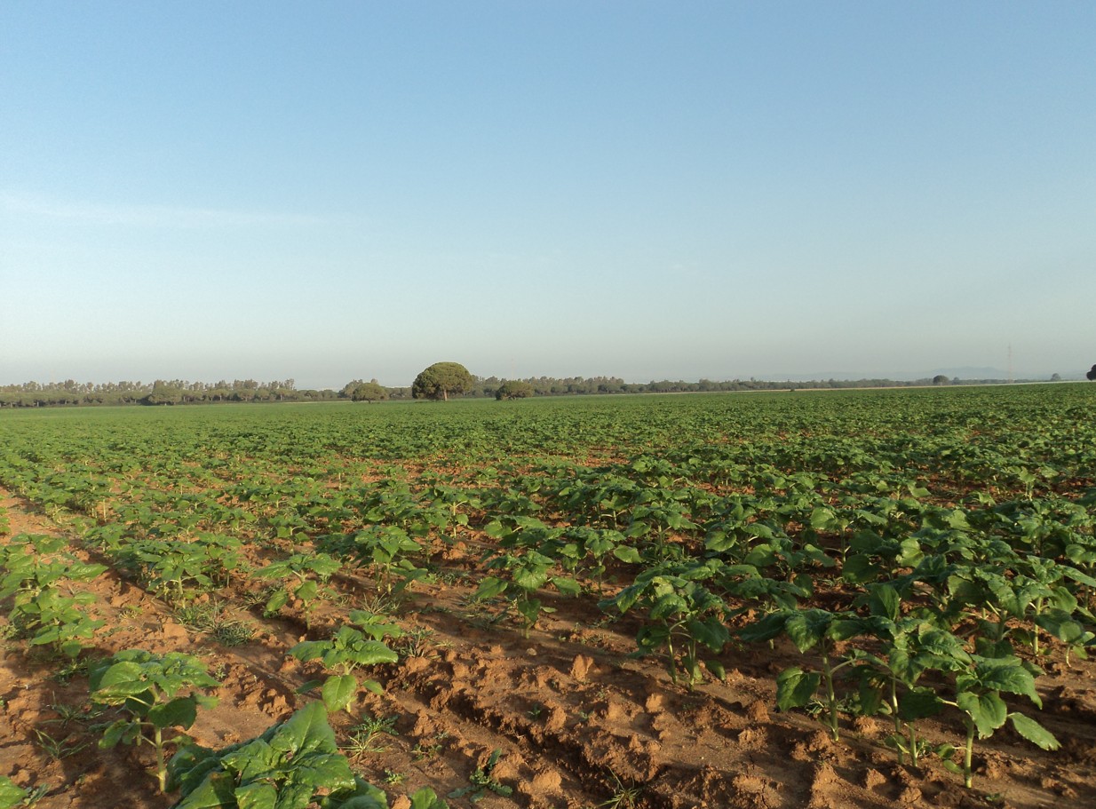 Imagen SE CONVOCAN AYUDAS PARA EXPLOTACIONES AGRARIAS DE TITULARIDAD COMPARTIDA