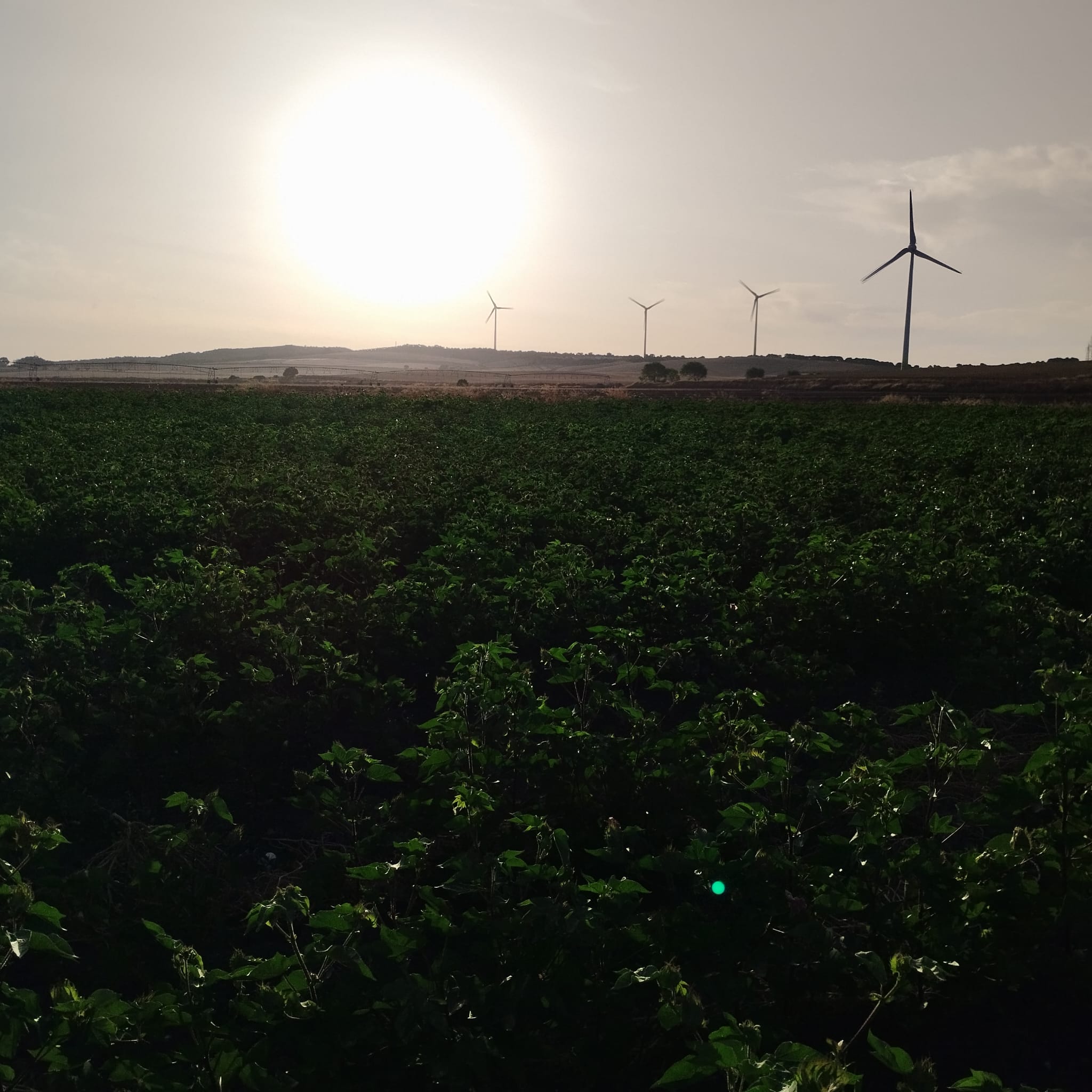 Imagen AUMENTO DEL RENDIMIENTO MÍNIMO PARA PERCIBIR AYUDA ESPECIFICA AL CULTIVO DEL ALGODÓN