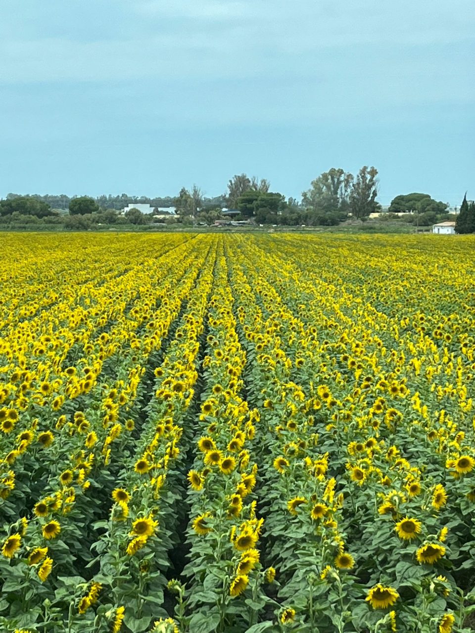 Imagen AGRICULTURA