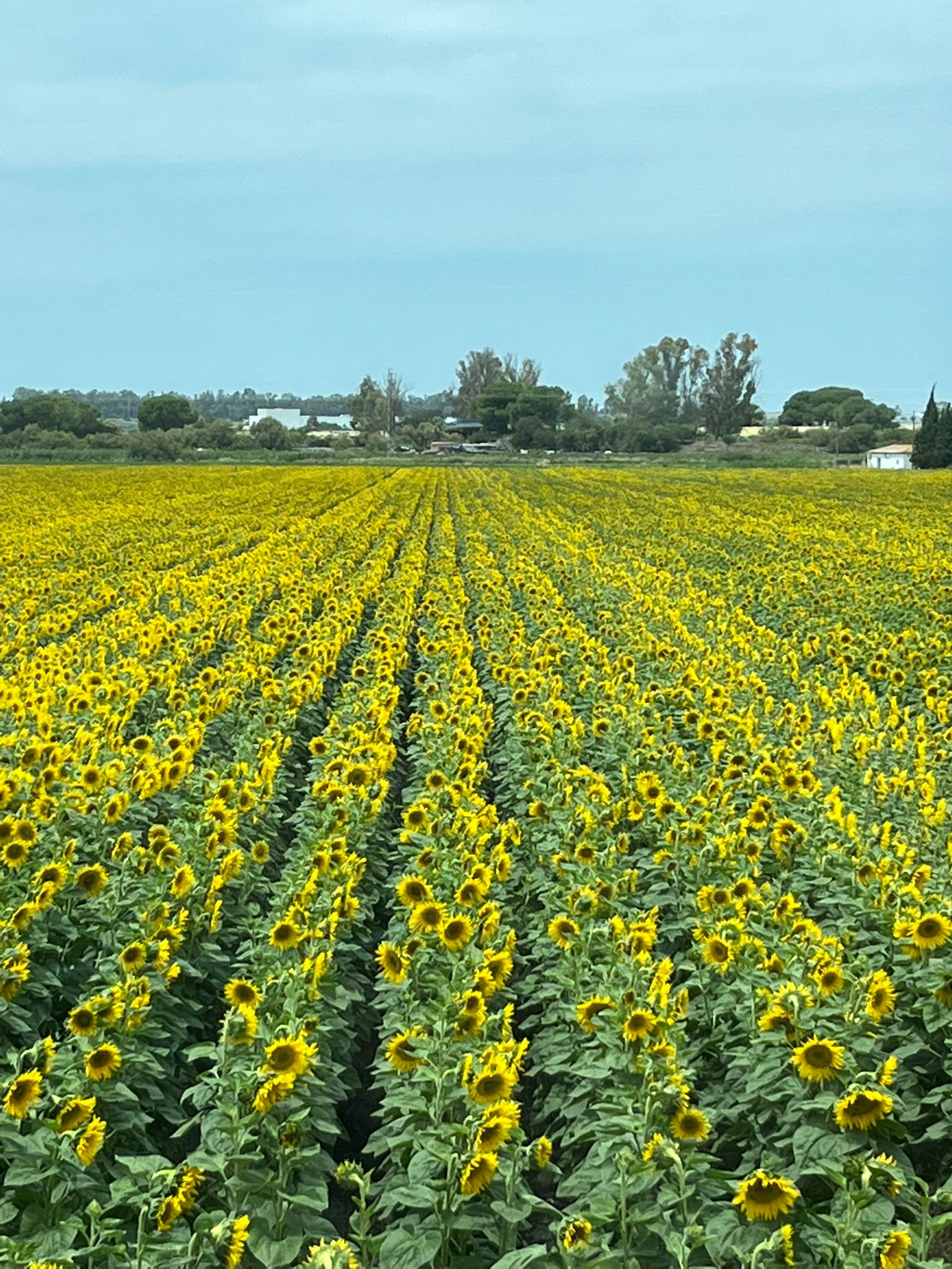 Imagen AGRICULTURA