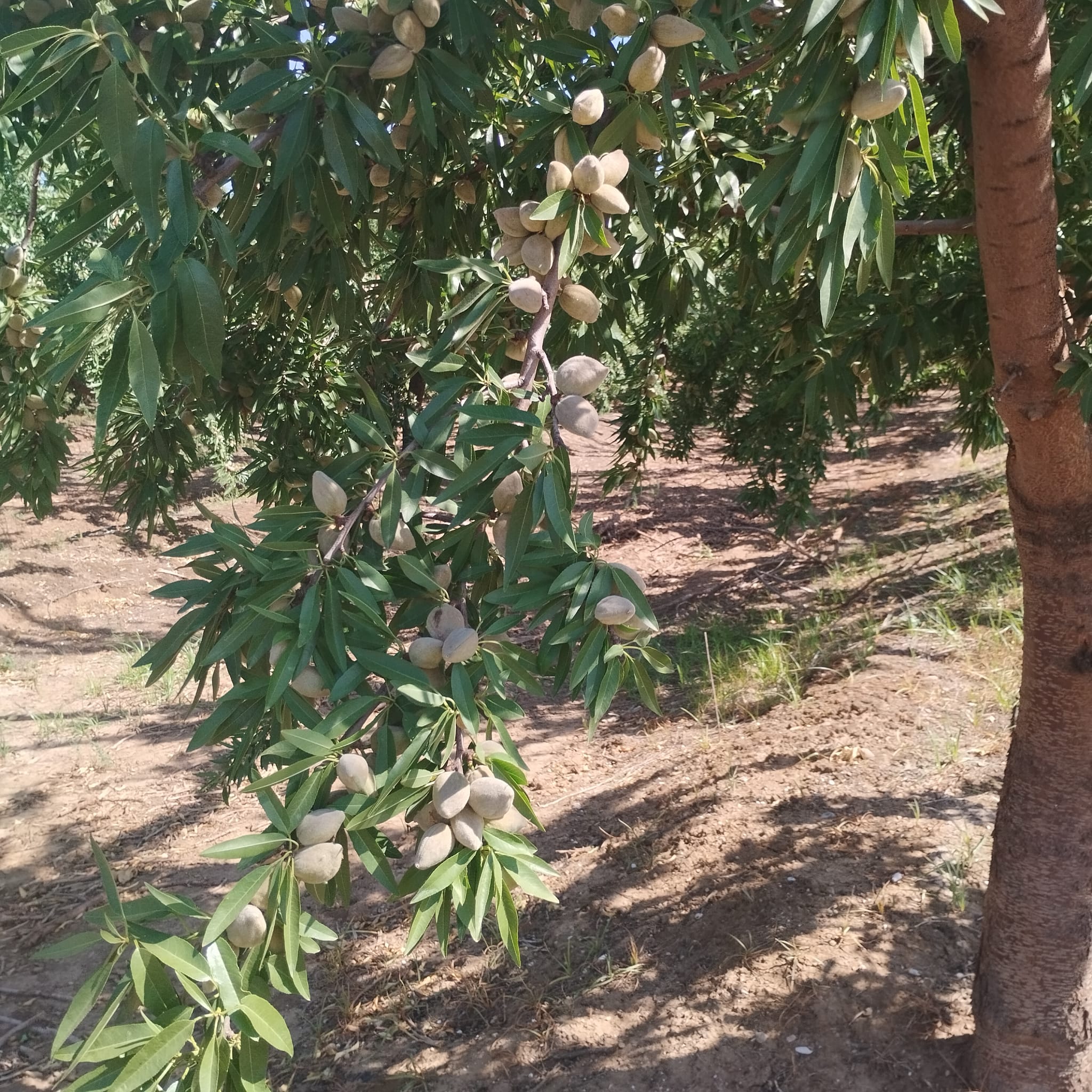 Imagen AGRICULTURA