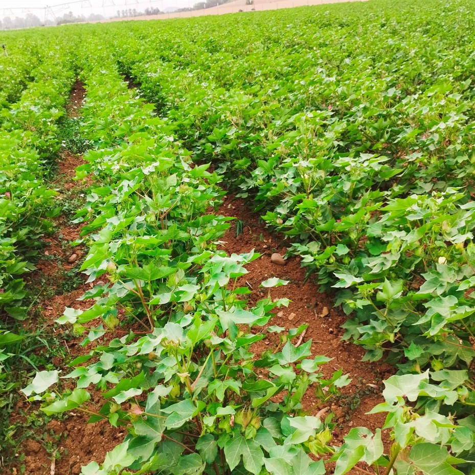 Imagen RESOLUCIÓN DE AUTORIZACIÓN EXCEPCIONAL PARA LA COMERCIALIZACIÓN Y USO DE PRODUCTOS FITOSANITARIOS FORMULADOS A BASE DE TIDIAZURÓN 50% [WP] P/P COMO DEFOLIANTE EN EL CULTIVO DEL ALGODÓN
