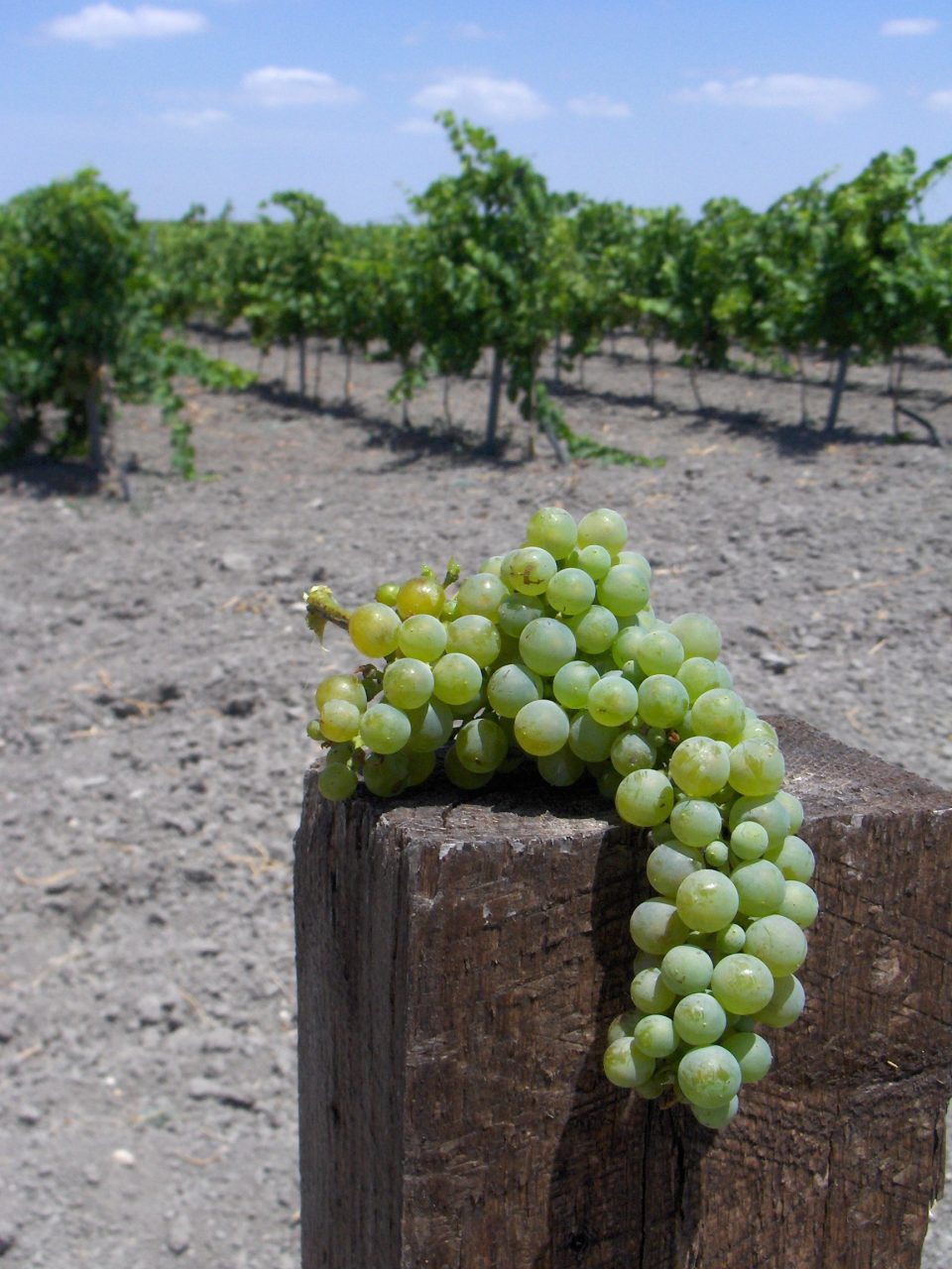 Imagen SEGURO AGRARIO PARA UVA DE VINIFICACIÓN