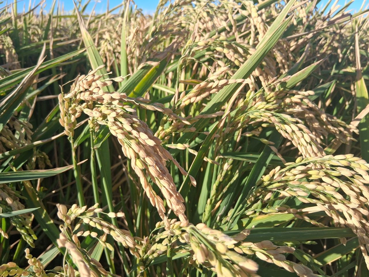 Imagen ESTADO FENOLÓGICO DEL CULTIVO