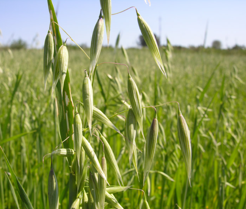 Imagen AGRICULTURA